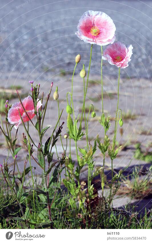 Seidenmohn am Straßenrand Sommer Pflanzen Mohn Mohngewächs Sorte pastellfarben Blüten rosa weiß zart Mohnknospen Asphalt Plastersteine