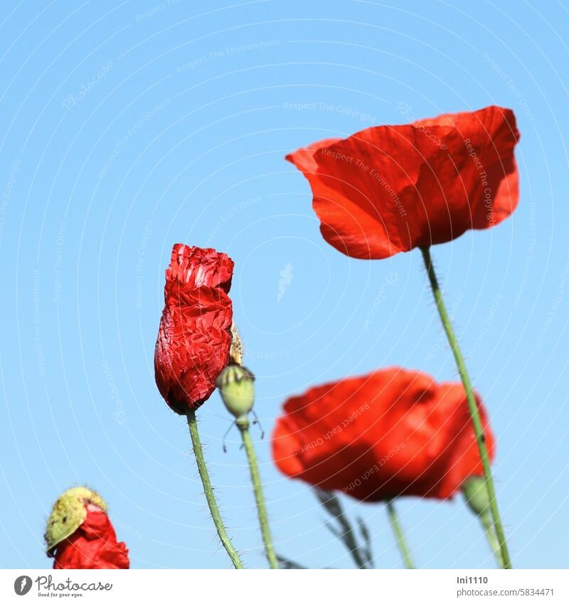 Mo(h)ntag schönes Wetter Sommer blauer Himmel Pfanzen zweijährig Klatschmohn Papaver rhoeas Mohnblüten aufgeblüht entfalten leuchtend rot knittrig faltig