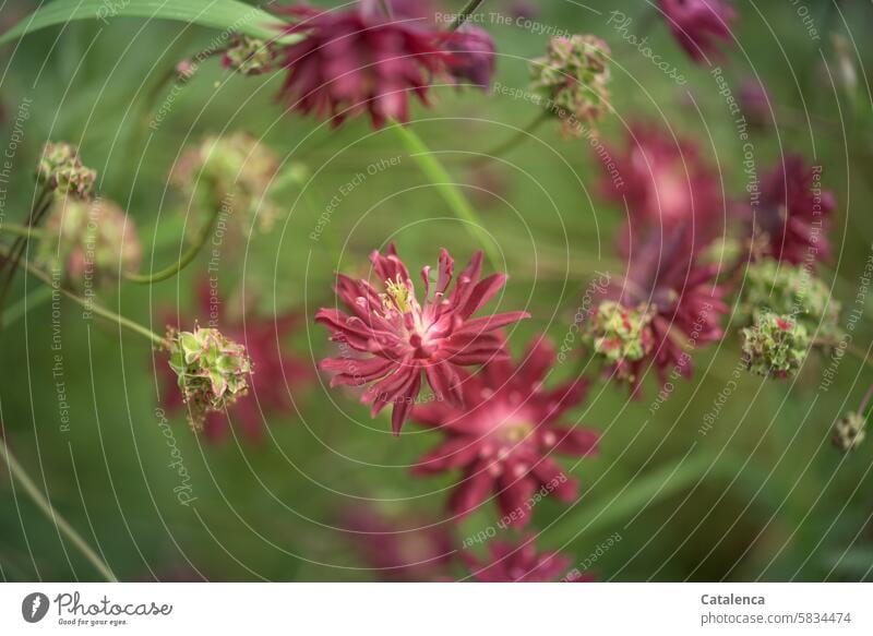 Akelei Aquilegia vulgaris Gemeine Akelei Tagedlicht verblühen Hahnenfußgewächse Blütenblätter Pflanze Flora Natur Garten Grün Rot Rosa Blume wachsen