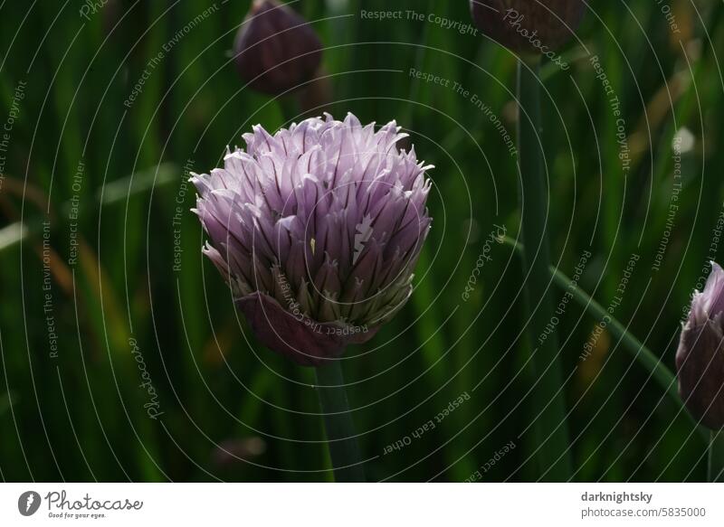 Blüte des Schnittlauchs grün purpur violett Natur Transparent zart Garten Kräuter duft Herzhaft Kräuter & Gewürze Farbfoto Nahaufnahme natürlich Blume frisch