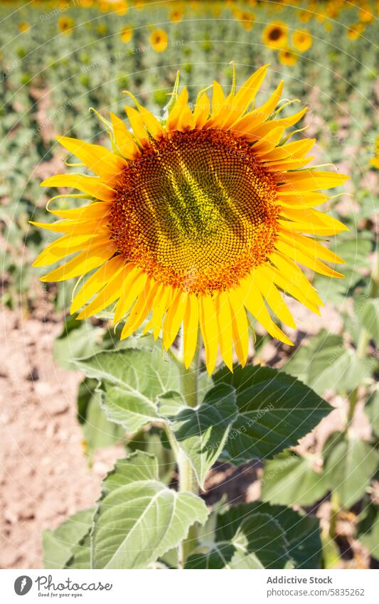 Lebendige Sonnenblume in voller Blüte in Cuenca Blütezeit Feld Ackerbau Natur Sommer Nahaufnahme hell pulsierend gelb Flora Pflanze Blume Schönheit botanisch