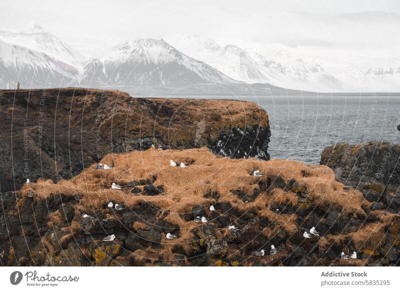 Auf einer Klippe nistende Seevögel mit schneebedeckten Bergen im Hintergrund Island Snæfellsnes Halbinsel Westmännerinseln Seevogel Schnee Berge u. Gebirge