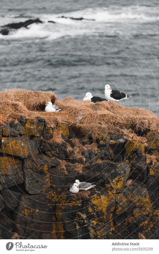 Seevögel nisten auf felsigen Klippen am Meer in Island Seevogel Verschachtelung Snæfellsnes Halbinsel Westmännerinseln Vogel Tierwelt Natur Felsen Moos Küste