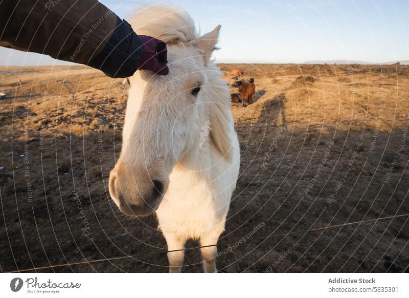 Weißes Islandpferd wird in einer malerischen Landschaft gestreichelt Pferd Streicheln Snæfellsnes Halbinsel Westmännerinseln Viehbestand im Freien ländlich
