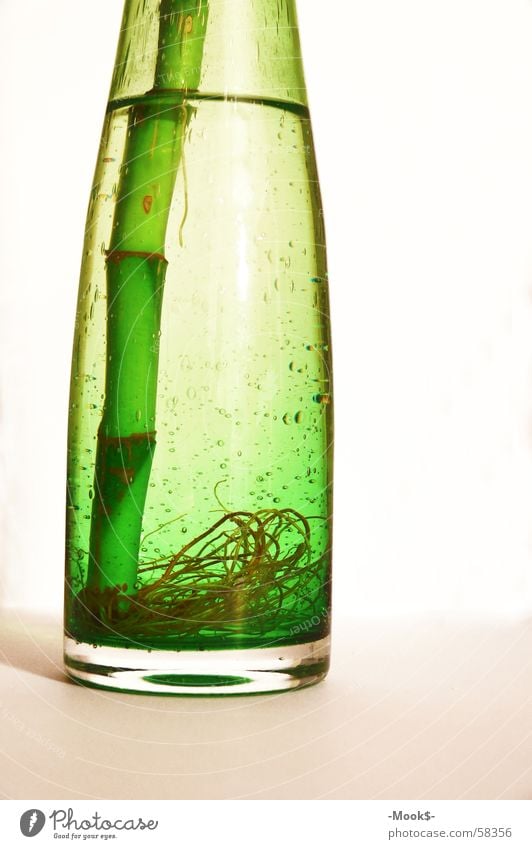 Bambus in de bottle grün Pflanze Luft Bambusrohr Flasche Wasser blasen Wurzel