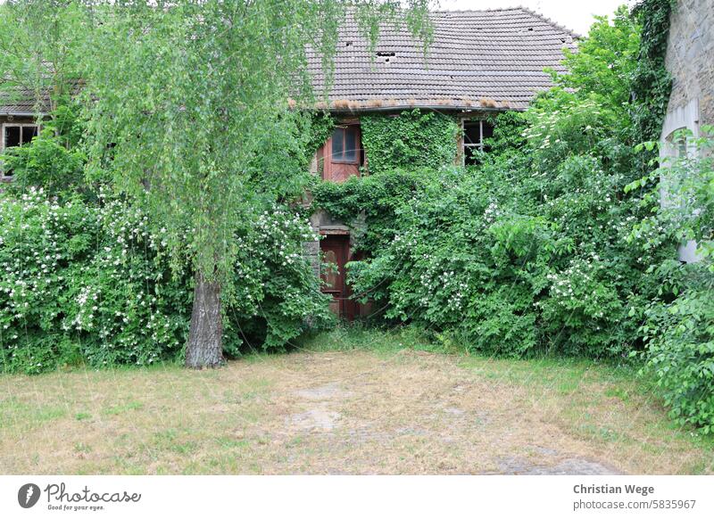 Ein der Natur überlassenen Fachwerkhaus in Flechtingen. Landschaft Architektur Ohne Personen Ferien & Urlaub & Reisen Baum Außenaufnahme Garten besonders urban