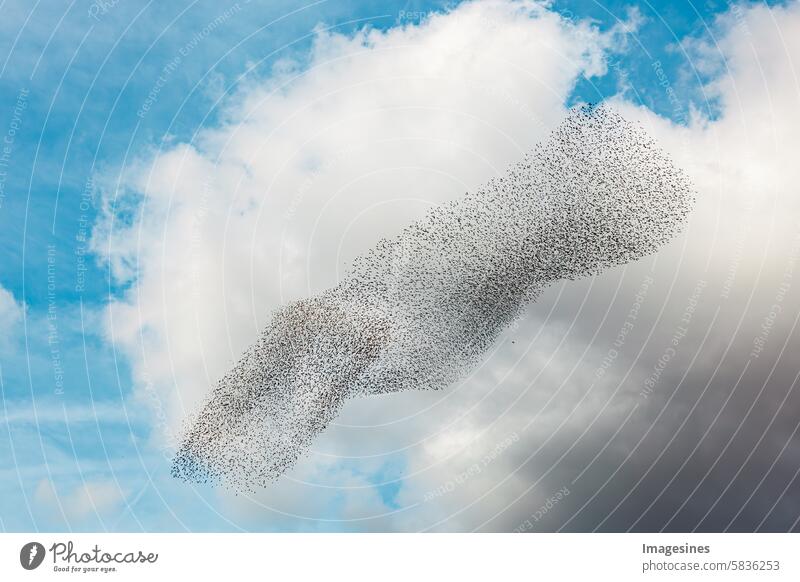 Starenschwarm im Tageslicht. Vogelschwarm schwärmt vor einem blauen Wolkenhimmel. Schwarm schwärmen Tierthemen Tierwelt Tierflügel Tiere in freier Wildbahn