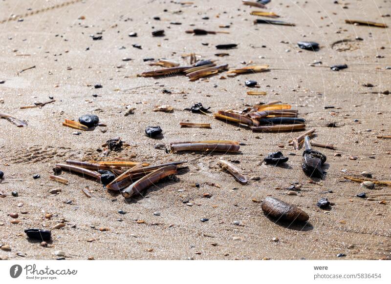 Muscheln am Nordseestrand in der Brandung Bergen aan Zee h2o liquide Niederlande Sand MEER Tier Strand Knochen allgemein Fahrradfahren Tropf Tropfen Ertrinken