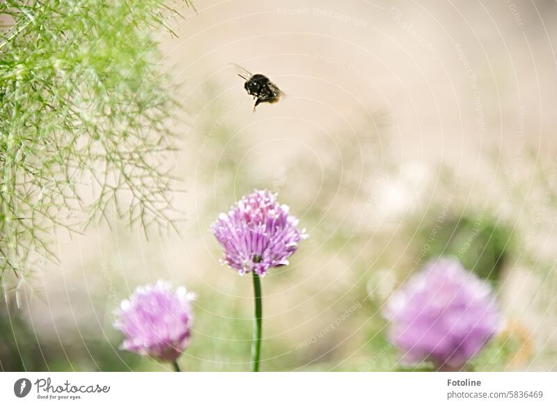 Eine kleine dicke Hummel steuert zielsicher eine Schnittlauchblüte an. Blume Insekt Sommer Blüte Pflanze Tier Nahaufnahme Garten Flügel fleißig fliegen