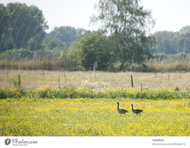 Zwei Gänse latschen über eine Wiese voller gelber Blümchen. Worüber sie wohl schnattern? Gans Vogel Tier Außenaufnahme Natur Wildtier Wildgans frei Zugvogel