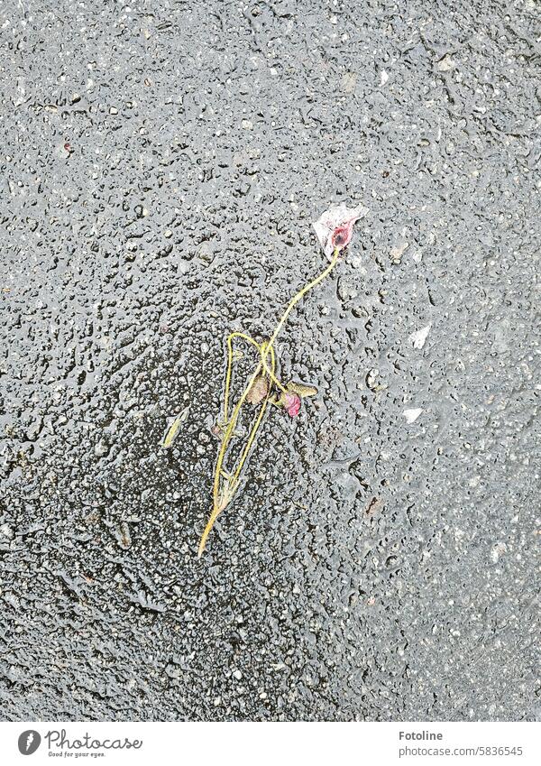 Auf der Straße liegt eine Mohnblume, auf der schon so Einige rungelatscht sind. Die Straße ist auch noch nass vom Regen. Straßenbelag grau Wasser Regenwasser