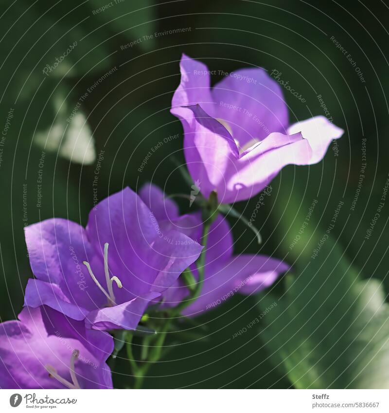zarte Glockenblumen wachsen im Schatten Sommerblumen Wildpflanze Wildblumen Zierpflanze Staude violett violette Blüten violette Blumen lila Blüten Waldpflanze