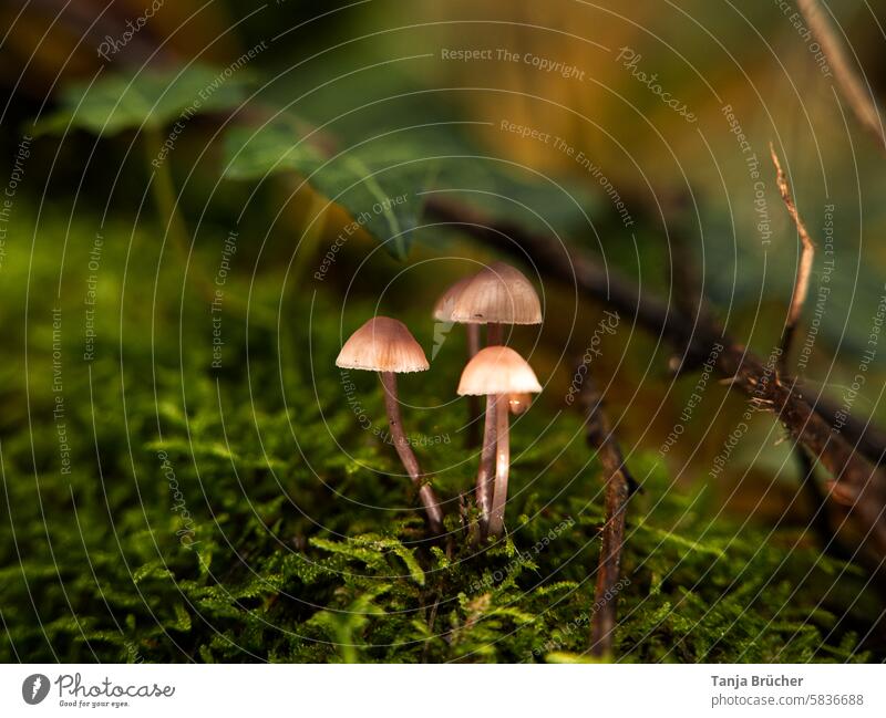 Pilztrio im Schutz des Waldes Pilze drei Pilze Trio Waldboden Herbst Pilzhut Wachstum natürlich Moos Nahaufnahme Schwache Tiefenschärfe grün braun