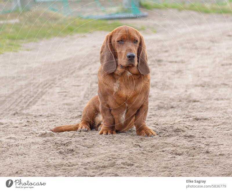 Brauner Basset Hund sitzend im Sand Tier Farbfoto Außenaufnahme Haustier ruhig Tag Schnauze Porträt niedlich Tiergesicht Fell Blick Hundeschnauze