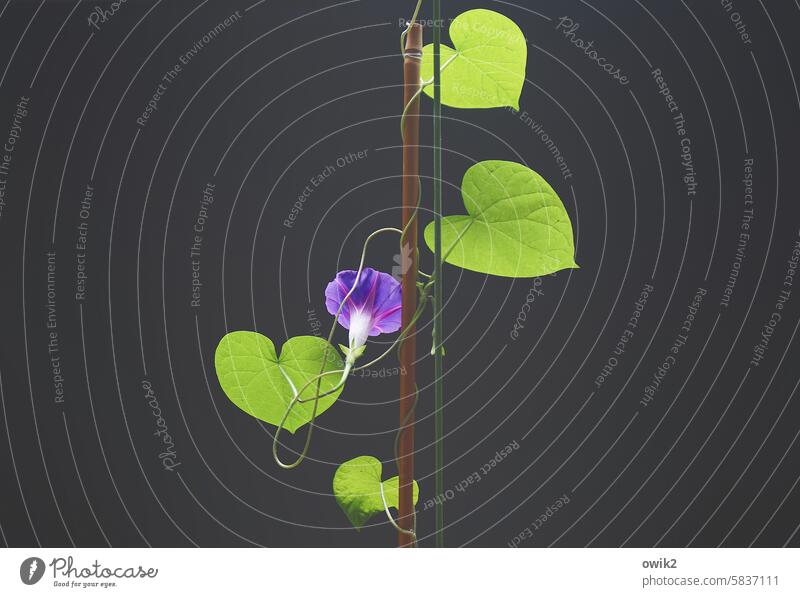 Lila Tröte Prunkwinde Trichterwinde Prachtwinde Kletterpflanze Blüte Gartenwicke Ranke Wachstum Pflanze Spirale Blütenpflanze Tageslicht Gartenwinde Natur