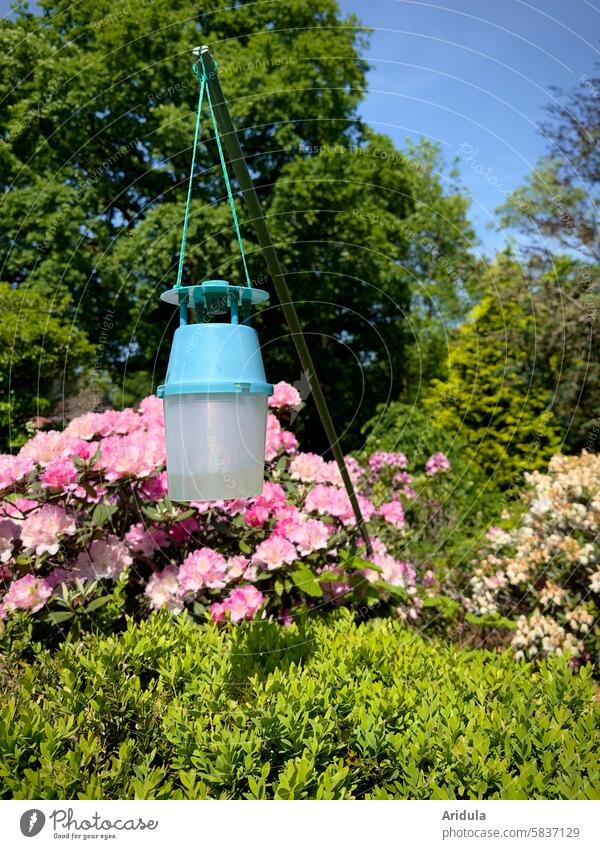 Buchsbaumzünsler-Falle mit Buchsbaun Schädling Lockstoff Garten Blauer Himmel Rhododendren Grün Rosa Hecke