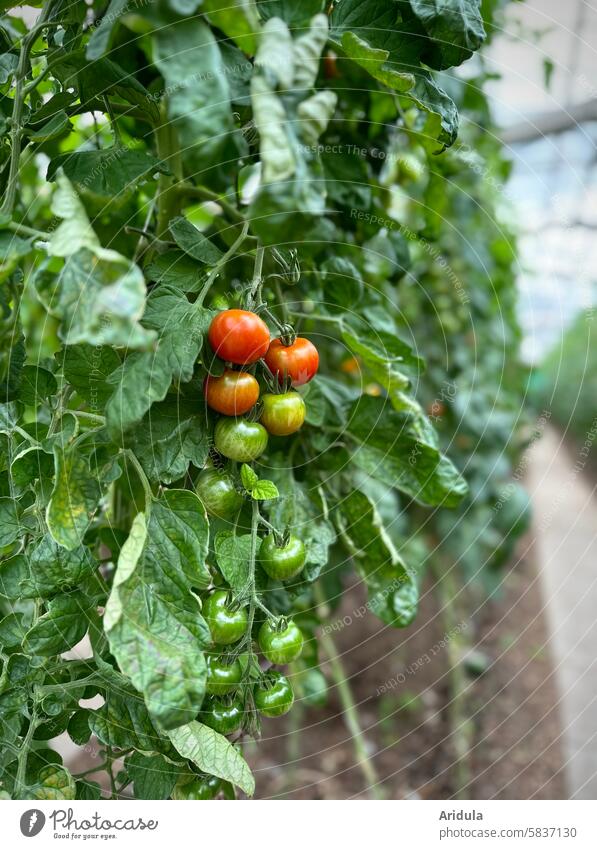 Strauchtomaten in einem Gewächshaus Gemüse Gemüseanbau Gärtnerei Gemüsegarten Gemüsegärtnerei Lebensmittel Ernährung Pflanze frisch Wachstum Gemüsebeet