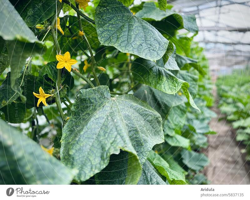 Blühende Gurkenpflanzen in einem Gewächshaus Gemüse Gemüseanbau Gärtnerei Gemüsegarten Gemüsegärtnerei Lebensmittel Ernährung Pflanze frisch Wachstum Gemüsebeet