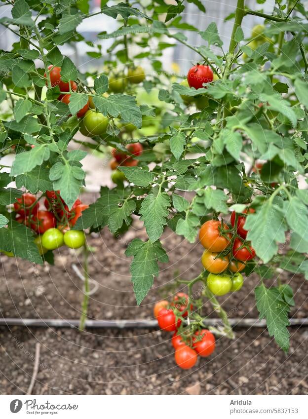 Strauchtomaten im Gewächshaus Tomaten Gärtnerei Gemüse Pflanze Garten Gartenarbeit Lebensmittel Bauernhof Landwirtschaft Ernte organisch Wachstum Ernährung