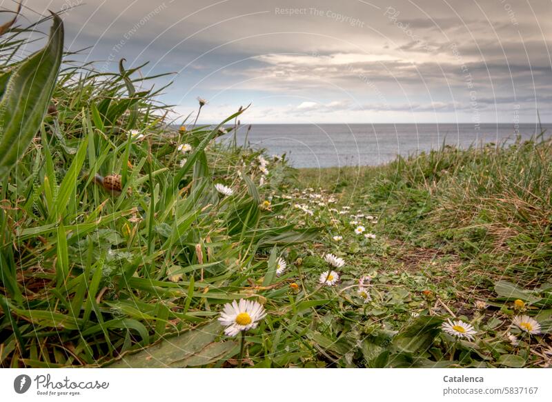 Der Weg zum Strand Urelemente Wasser Küste Wolken Ebbe Flut Landschaft Ferien & Urlaub & Reisen Natur Gezeiten Horizont Meer Tageslicht Gänseblümchen verblühen