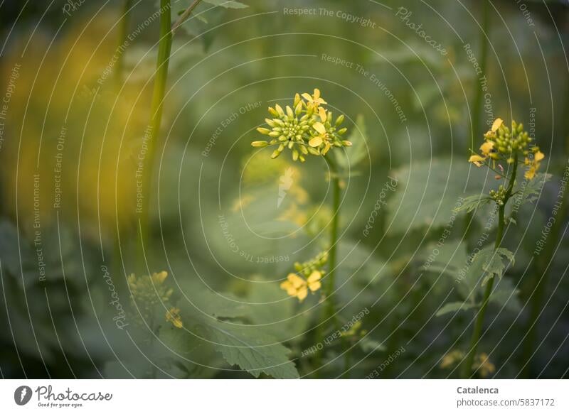 Gelbe Blüten im Garten Gras Wiese schön wachsen verblühen Tageslicht Blume Pflanze Flora Natur Grün