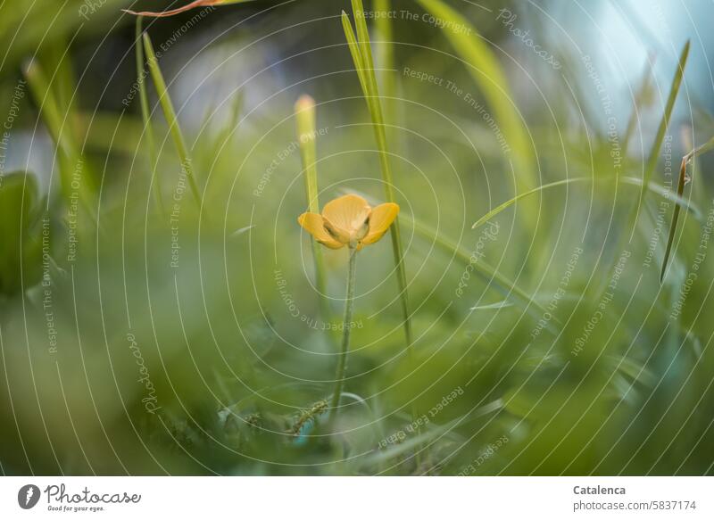 Eine Butterblume im hohen Gras Natur Flora Pflanze Blume Tag Tageslicht Garten verblühen Blüte wachsen schön Wiese Wiesenblume Wildblume Knolliger Hahnenfuß