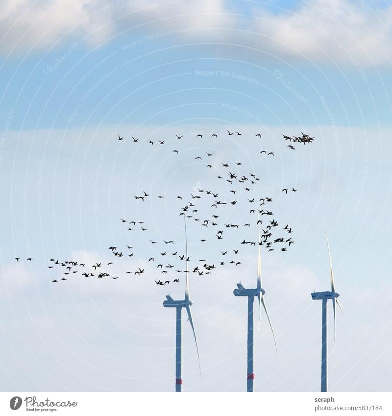 Zugvögel zugvögel gänse gans windkrafträder ressource energie umwelt natur nonnengans nordfriesland nordsee himmel fliegen reisen schwarm trupp gruppe