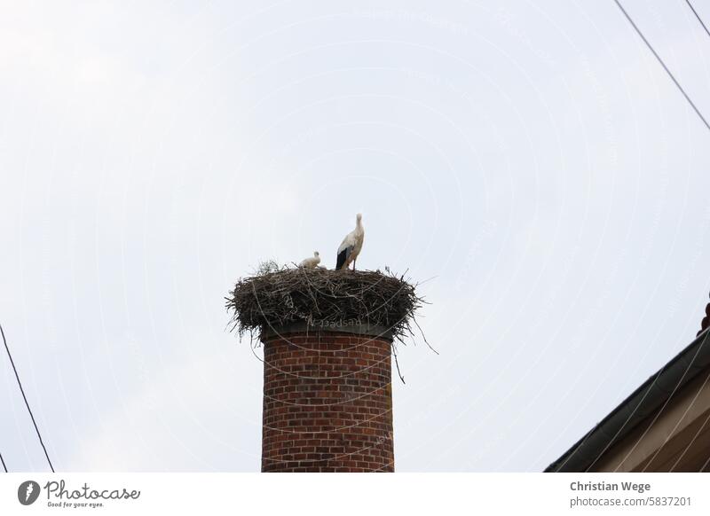 Storchennest in Flechtingen, Sachsen-Anhalt auf Backstein Schornstein Natur Dorf urban Himmel Vogel Tier Wildtier Außenaufnahme Farbfoto Weißstorch Umwelt mauer