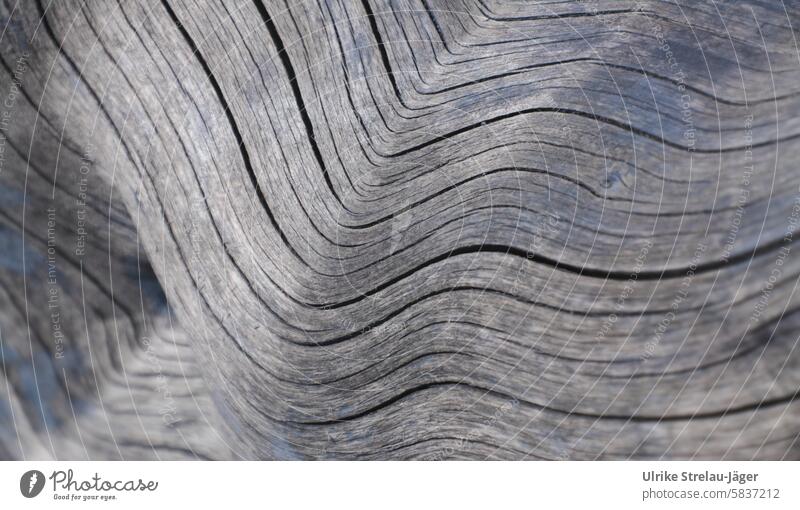 Holzstruktur von der Sonne gebleicht sonnengebleicht alt Strukturen & Formen braun Holzmaserung Nahaufnahme Natur abstrakt Muster Holzoberfläche Oberfläche