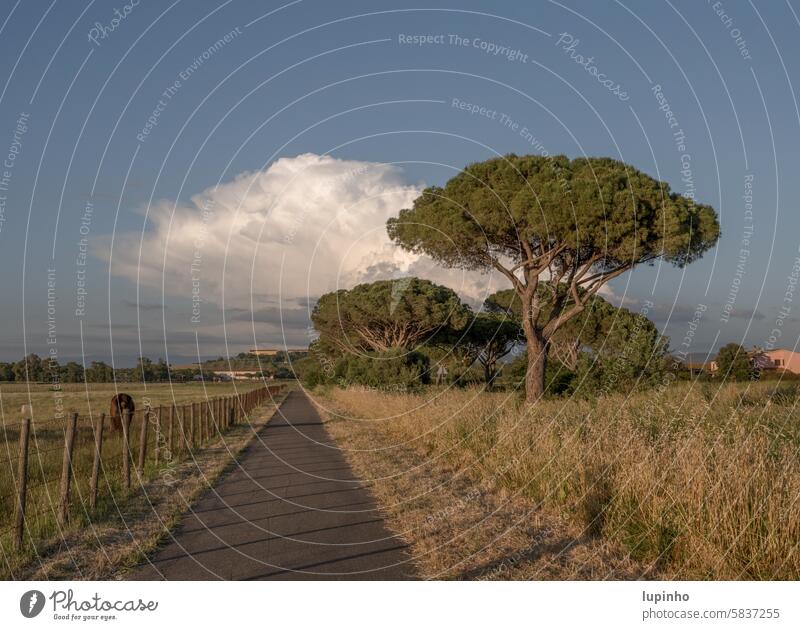 Zypressen mit weißer Wolke weiße Wolke Italien Landschaft Straße Zaun Pferd blauer Himmel Schatten früher Abend Natur Schönes Wetter Frühling Außenaufnahme