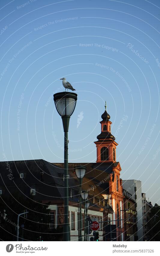 Straßenlaterne mit Möwe an der Alten Brücke mit dem Kirchturm der katholischen Deutschordenskirche St. Maria im Licht der Abendsonne im Stadtteil Sachsenhausen in Frankfurt am Main in Hessen