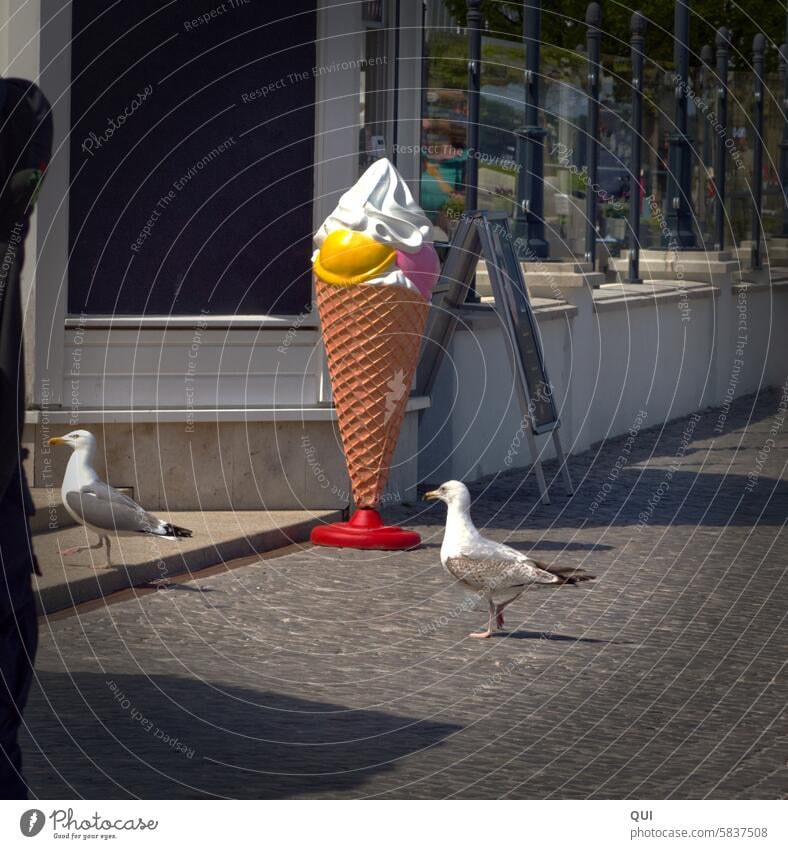 #sprichwörtlich/ Ein Eis bitte!!.... Geduld ist der Schlüssel zum Glück …Möwen stehen Schlange vor dem Eissalon Eiswaffel Sommer Schlange stehen Disziplin