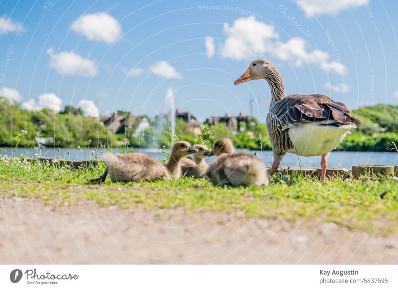 Am Seeufer Graugans Küken Gans Vogel Tier Natur Wildgans Außenaufnahme Wildtier Farbfoto Tiergruppe Tierporträt Umwelt Tag Anser anser Graugans junges Gössel