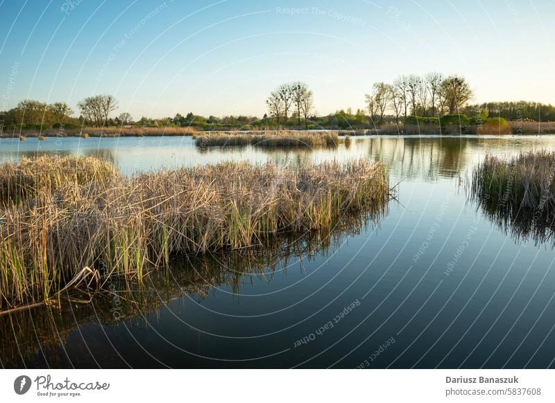 Landschaft eines ruhigen Sees mit Schilf, Maiabend Schilfrohr Windstille Wasser Himmel Abend Gras Hintergrund Buchse schön Frühling grün Sommer Baum malerisch