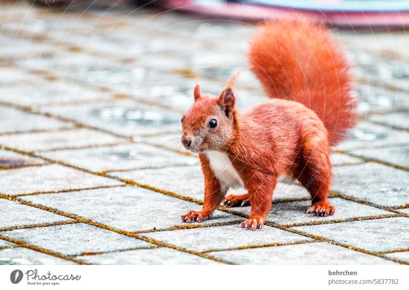 aufpasser neugierig aufmerksam lässig Frechdachs Nagetiere Natur Fell Wildtier lustig klein frech Garten Neugier beobachten Eichhörnchen niedlich Tierliebe