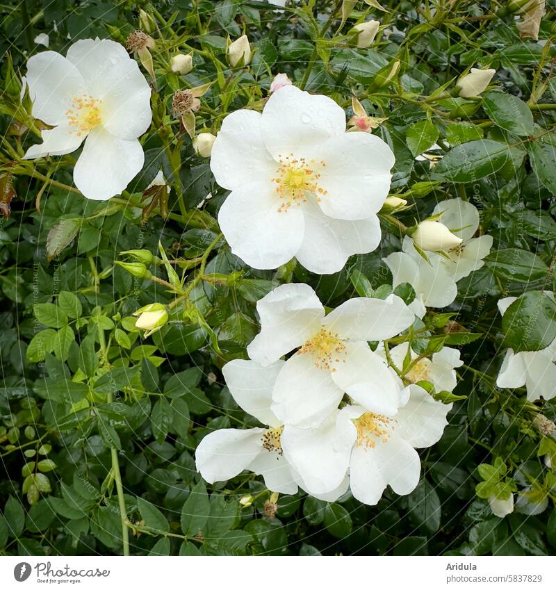 Weiße Wildrose Rose weiß Rosenstrauch Garten Sommer Blüte Duft Duftrose Rosenhecke Rosenblüte Romantik Blühend