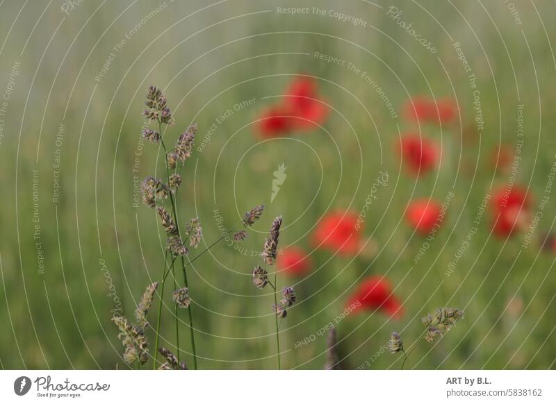 Feldimpression mohnfoto mohnblumenfoto naturfoto blüten getreide mohnkapseln feld feldrand jahreszeit mohnblumenzeit mohnzeit gras gräser freigestellt rot grün