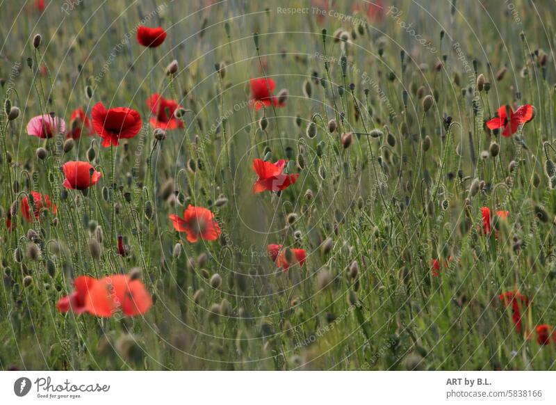 Mohnzeit mohnfoto mohnblumenfoto naturfoto blüten getreide mohnkapseln feld feldrand jahreszeit mohnblumenzeit mohnzeit