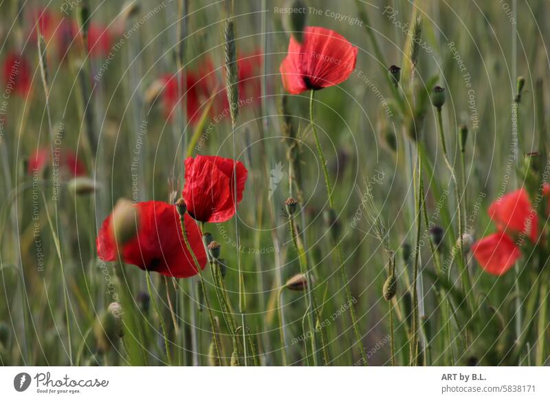 Am Feldrand blüht der Mohn mohnblumen feld feldrand natur mohnkapseln getreide blüten naturfoto mohnblumenfoto mohnfoto