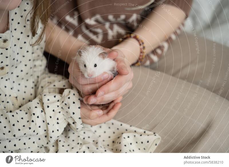 Zärtliche Momente mit dem Hamster zu Hause Mutter Tochter Haustier heimwärts Beteiligung fluffig weiß Tier Pflege sanft Bonden Familie Liebe Zuneigung Säugetier
