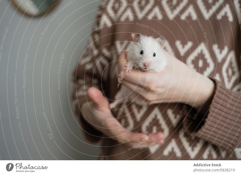 Abgeschnittene anonyme Bindung mit Haustier Hamster zu Hause heimwärts spielen Pflege Bonden fluffig weiß niedlich Tier im Innenbereich sanft füttern