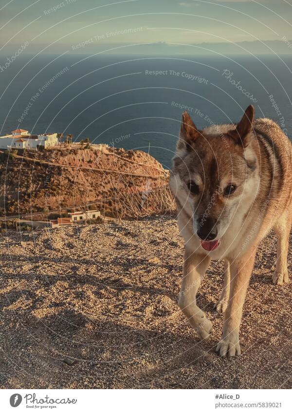 Cheslovakischer Wolfshund in der Natur an der Mittelmeerküste in Spanien Provinz Almeria Tier tierfreundlich tierfreundliche Reise Hintergrund schön Schönheit
