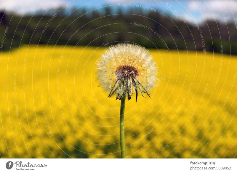 Pusteblume vor gelbem Rapsfeld Löwenzahnsamen filigran Leichtigkeit sommergelb Samen Sommer Flugsamen Schwache Tiefenschärfe Vergänglichkeit Nahaufnahme kugelig