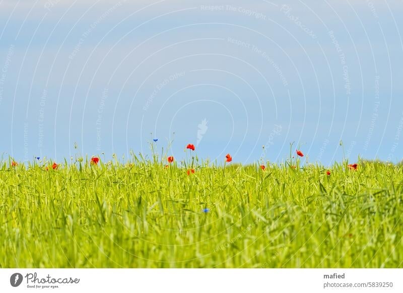 Klatschmohn und Kornblumen in einem Getreidefeld Landwirtschaft Bio Landbau Feld Kornfeld Nutzpflanze rot blau grün Himmel Schönes Wetter Außenaufnahme