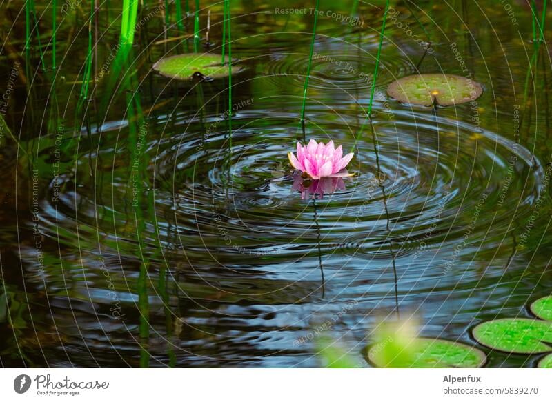 spannend | Unterwasseraktivität Seerosen Teich Wasser Seerosenteich Pflanze Natur Farbfoto erruption Bewegung Wellen Wellengang Blüte grün