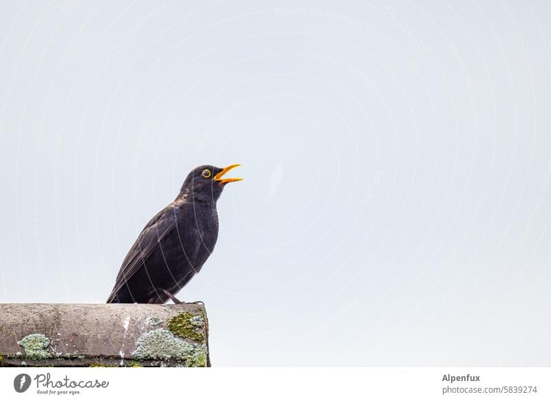 singende Amsel auf einem Dach  Fiderallallalla Vogel Natur Tier Sänger Außenaufnahme Farbfoto schwarz Tierporträt Schnabel Menschenleer Wildtier Singend