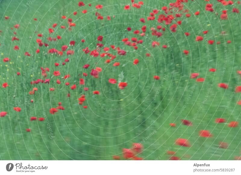 110Kmh am Mohntag Mohnblüte Mohnfeld Klatschmohn Geschwindigkeit Geschwindigkeitsrausch schnell Unschärfe Bewegungsunschärfe rot Sommer Blume Wiese Blüte