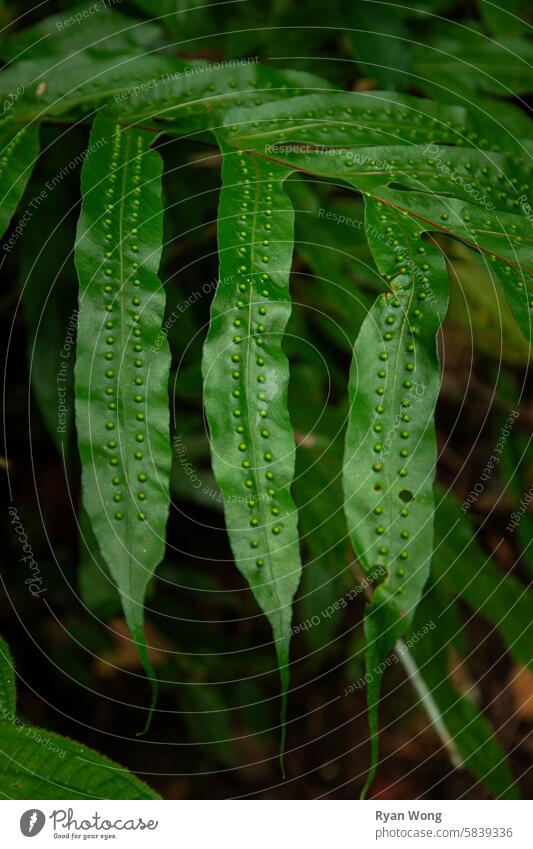 Samentropfen-Textur auf Blättern einer grünen Pflanze im Wald. Natur Blatt Wasser Gras Tau Garten Makro Wurmfarn Regen Nahaufnahme Frühling Kaktus Tropfen Blume