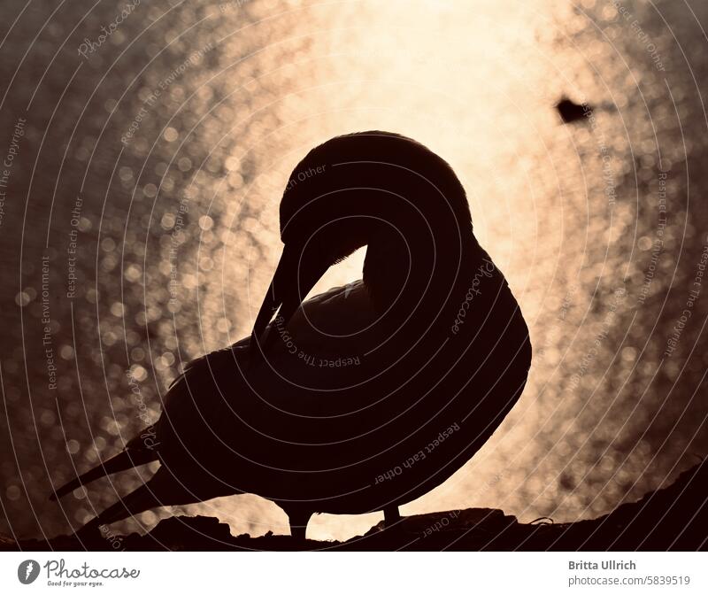 Basstölpel im Sonnenuntergang Sonnenlicht Helgoland Vogel Wildtier Nordsee Küste Tier Insel weiß Natur Außenaufnahme Meer Felsen Licht frei natürlich