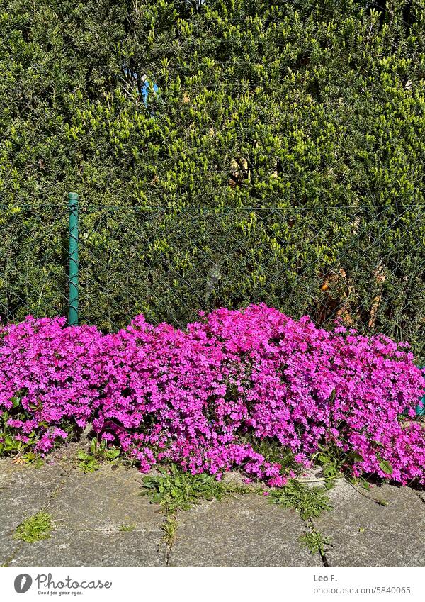 Kräftig blühende rosa Phloxblüten vor einer grünen Hecke Rosa Phloxblüten Überstrahlung grüne Hecke Garten Weg Beton im Freien Natur Florales Display